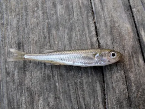 Big-scale sand smelt — Etrusko25 / Wikimedia Commons / CC BY-SA 3.0