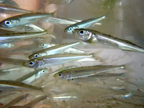 Big-scale sand smelt — Yuriy Kvach / Wikimedia Commons / CC BY-SA 3.0