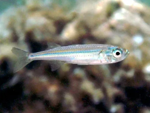 Big-scale sand smelt — Roberto Pillon / Wikimedia Commons / CC BY 3.0