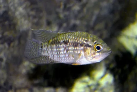 Bigeye cichlid — Frank M Greco / Wikimedia Commons / CC BY 3.0