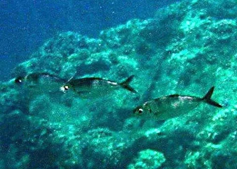 Bigeye scad — NNPS photo - Bill Eichenlaub / Wikimedia Commons / Public domain
