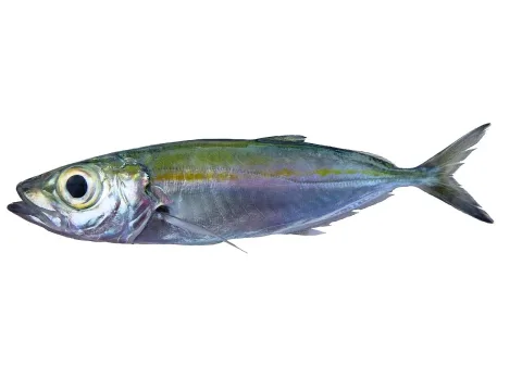Bigeye scad — Hugues Evano (IFREMER, Délégation océan Indien (DOI), Département Ressources Biologiques et Environnement (RBE), F-97420 / Wikimedia Commons / CC BY 4.0