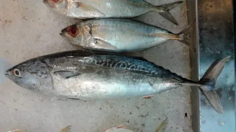 Bigeye scad — Shrumster / Wikimedia Commons / CC BY-SA 3.0