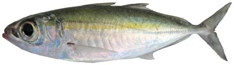 Bigeye scad — Williams, J. T.; Carpenter, K. E.; Van Tassell, J. L.; Hoetjes, P.; Toller, W.; Etnoyer, P.; Smith, M. / Wikimedia Commons / CC BY 2.5