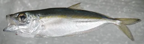 Bigeye scad — Smithsonian Environmental Research Center / Wikimedia Commons / CC BY 2.0