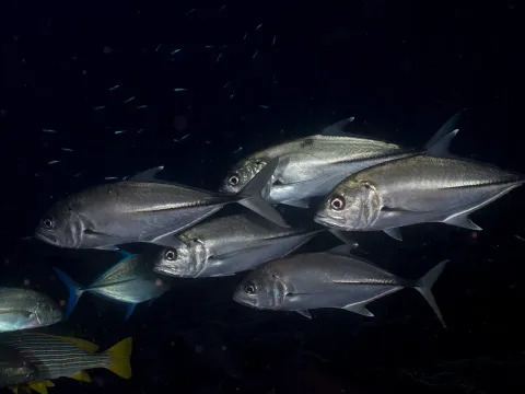 Bigeye trevally — Rickard Zerpe / Wikimedia Commons / CC BY 2.0