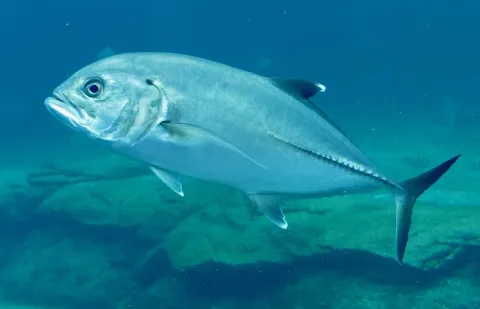Bigeye trevally — Bernard DUPONT / Wikimedia Commons / CC BY-SA 2.0