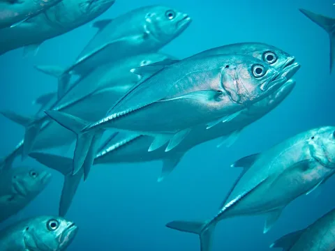 Bigeye trevally — Rickard Zerpe / Wikimedia Commons / CC BY 2.0