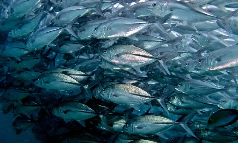 Bigeye trevally — Bernard DUPONT from FRANCE / Wikimedia Commons / CC BY-SA 2.0