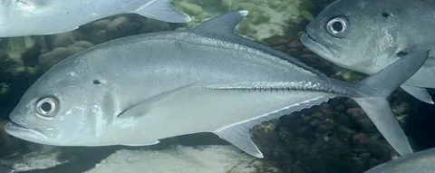 Bigeye trevally — zsispeo / Wikimedia Commons / CC BY-SA 2.0