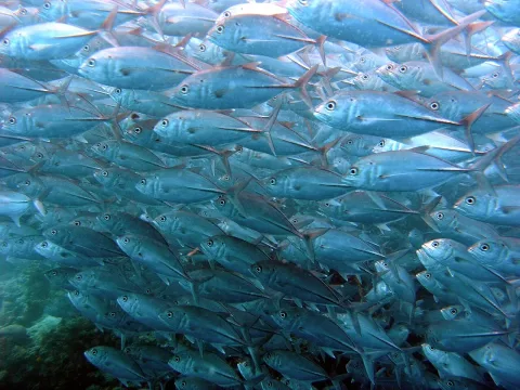 Bigeye trevally — Jens Petersen / Wikimedia Commons / CC BY 2.5