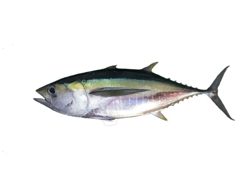 Bigeye tuna — Hugues Evano (IFREMER, Délégation océan Indien (DOI), Département Ressources Biologiques et Environnement (RBE), F-97420 / Wikimedia Commons / CC BY 4.0