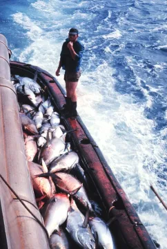 Bigeye tuna — Bernard Frink, BCF / Wikimedia Commons / Public domain