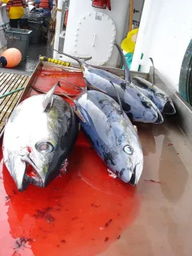 Bigeye tuna — Allen Shimada, NOAA NMFS OST / Wikimedia Commons / Public domain