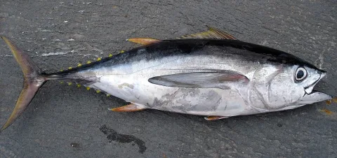 Bigeye tuna — Allen Shimada, NOAA NMFS OST / Wikimedia Commons / Public domain