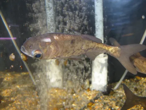 Bighead carp — KENPEI / Wikimedia Commons / CC BY-SA 3.0