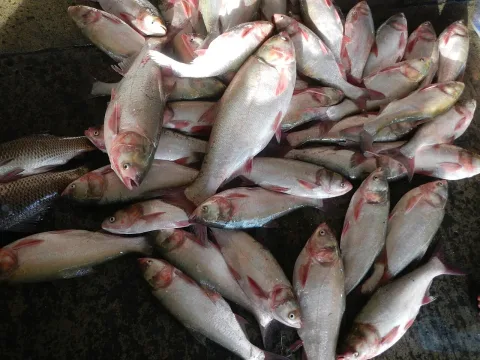 Bighead carp — Judgefloro / Wikimedia Commons / Public domain