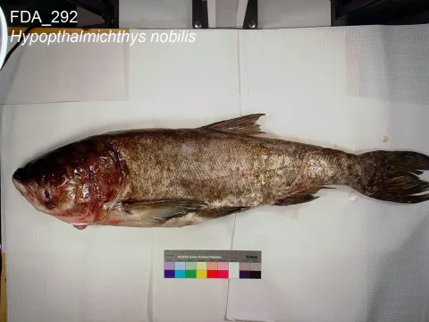 Bighead carp — The U.S. Food and Drug Administration / Wikimedia Commons / Public domain
