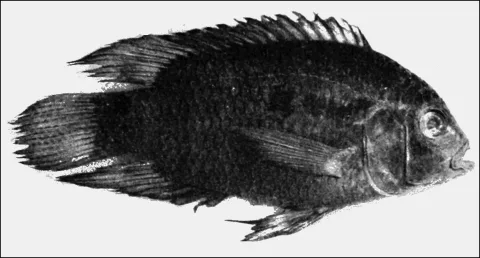 Black acara — Unknown authorUnknown author / Wikimedia Commons / Public domain