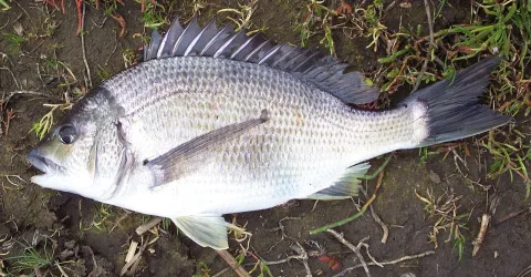 Black bream — Axel Strauß / Wikimedia Commons / CC BY-SA 3.0