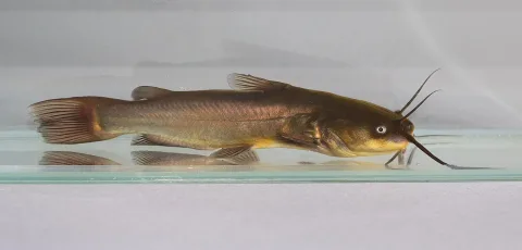 Black bullhead — George Chernilevsky / Wikimedia Commons / CC BY-SA 4.0