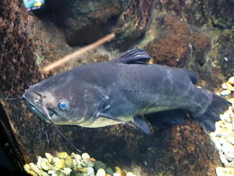 Black bullhead — Emőke Dénes / Wikimedia Commons / CC BY-SA 4.0