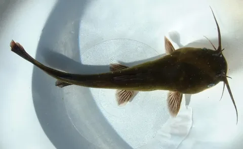 Black bullhead — Wikimedia Commons / CC BY-SA 3.0