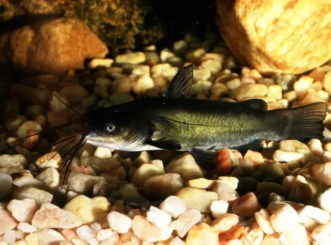 Black bullhead — FOTO-ARDEIDAS / Wikimedia Commons / CC BY-SA 3.0