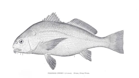 Black drum — Unknown authorUnknown author / Wikimedia Commons / Public domain