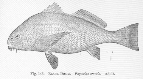 Black drum — Hugh McCormick Smith / Wikimedia Commons / Public domain