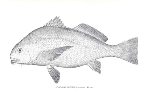 Black drum — Charles Hugh Stevenson / Wikimedia Commons / Public domain