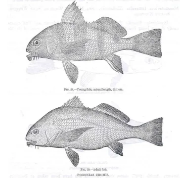 Black drum — William Welsh Welsh / Wikimedia Commons / Public domain