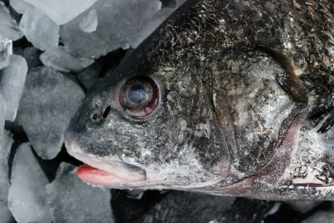 Black drum — Louisiana Sea Grant College Program Louisiana State University / Wikimedia Commons / CC BY 2.0