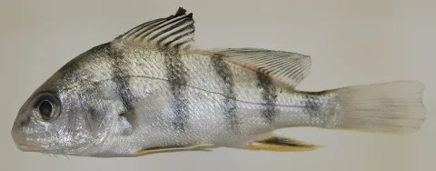 Black drum — Smithsonian Environmental Research Center / Wikimedia Commons / CC BY 2.0