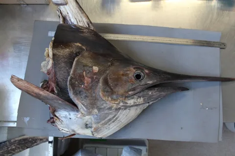 Black marlin — Tom Trnski / Wikimedia Commons / CC BY 4.0