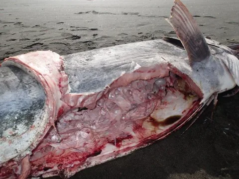 Black marlin — Tom Trnski / Wikimedia Commons / CC BY 4.0
