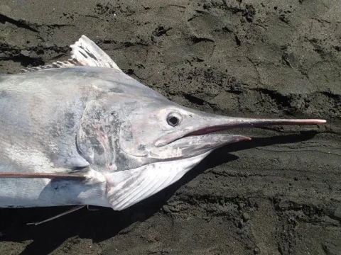 Black marlin — Tom Trnski / Wikimedia Commons / CC BY 4.0