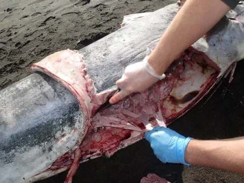 Black marlin — Tom Trnski / Wikimedia Commons / CC BY 4.0