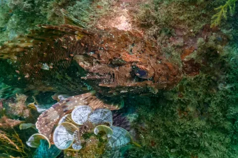 Black scorpionfish — Diego Delso / Wikimedia Commons / CC BY-SA 4.0