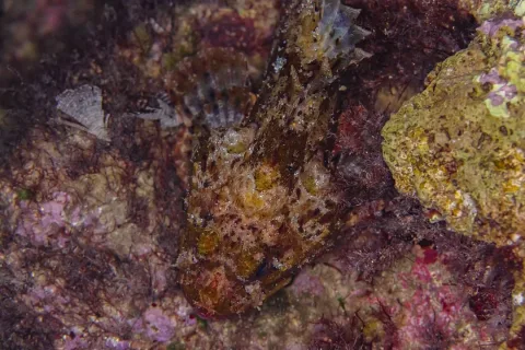 Black scorpionfish — Diego Delso / Wikimedia Commons / CC BY-SA 4.0