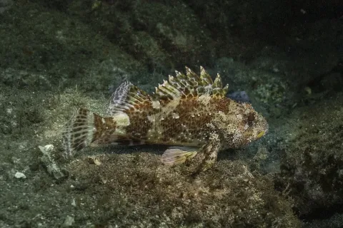 Black scorpionfish — Diego Delso / Wikimedia Commons / CC BY-SA 4.0