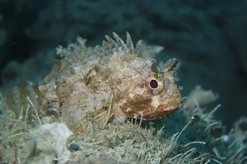 Black scorpionfish — Holger Krisp / Wikimedia Commons / CC BY 4.0