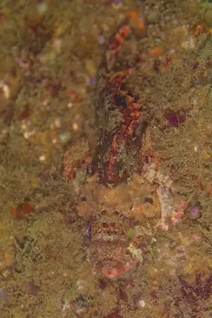 Black scorpionfish — Diego Delso / Wikimedia Commons / CC BY-SA 4.0