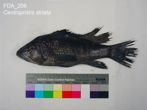 Black seabass — The U.S. Food and Drug Administration / Wikimedia Commons / Public domain
