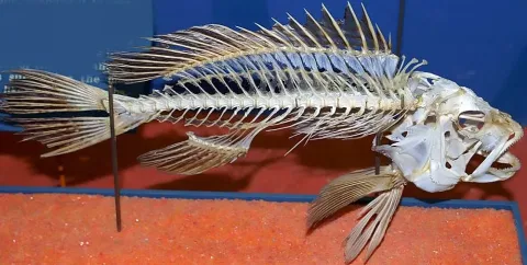 Black seabass — Photo by David J. Stang / Wikimedia Commons / CC BY-SA 4.0