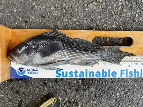 Black seabass — Bobby McCabe / Wikimedia Commons / CC BY 4.0