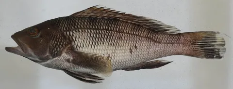 Black seabass — Smithsonian Environmental Research Center / Wikimedia Commons / CC BY 2.0