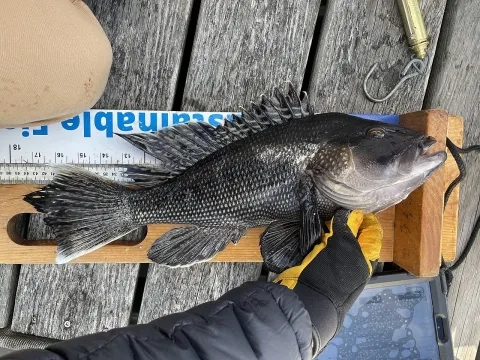 Black seabass — Bobby McCabe / Wikimedia Commons / CC BY 4.0