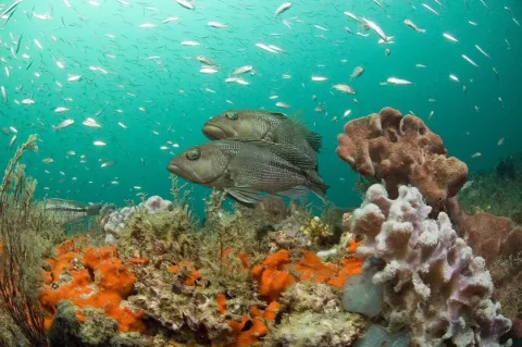 Black seabass — Greg McFall, Gray's Reef NMS, NOS, NOAA. / Wikimedia Commons / Public domain