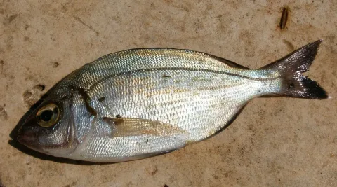 Black seabream — Gronk / Wikimedia Commons / CC BY-SA 3.0